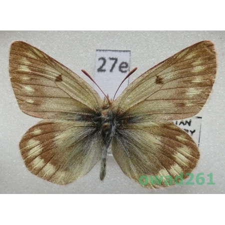 Colias cocandica Erschoff, 1874 Tadjikistan27e